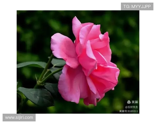 开云体育手机版不断优化用户体验，确保每一位体育迷都能安心、顺畅地畅享平台服务