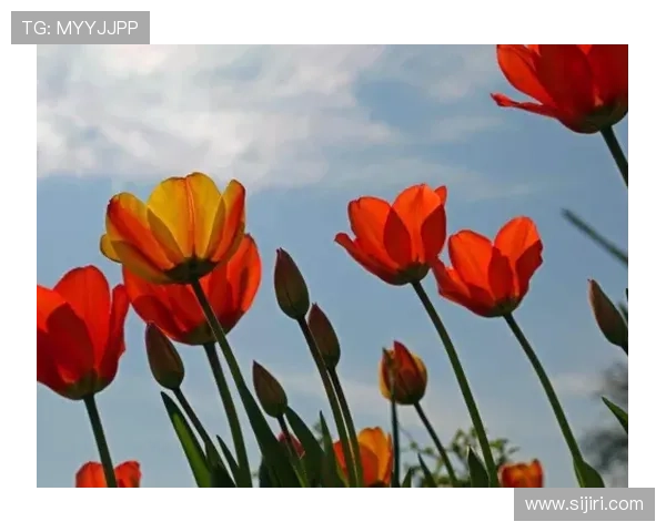 开运网站在生活中的应用:从购物到求职,你的每一步都能迎来好运