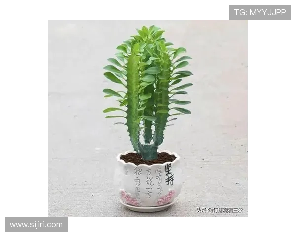 开运滚球助你转运的详细步骤与注意事项解析